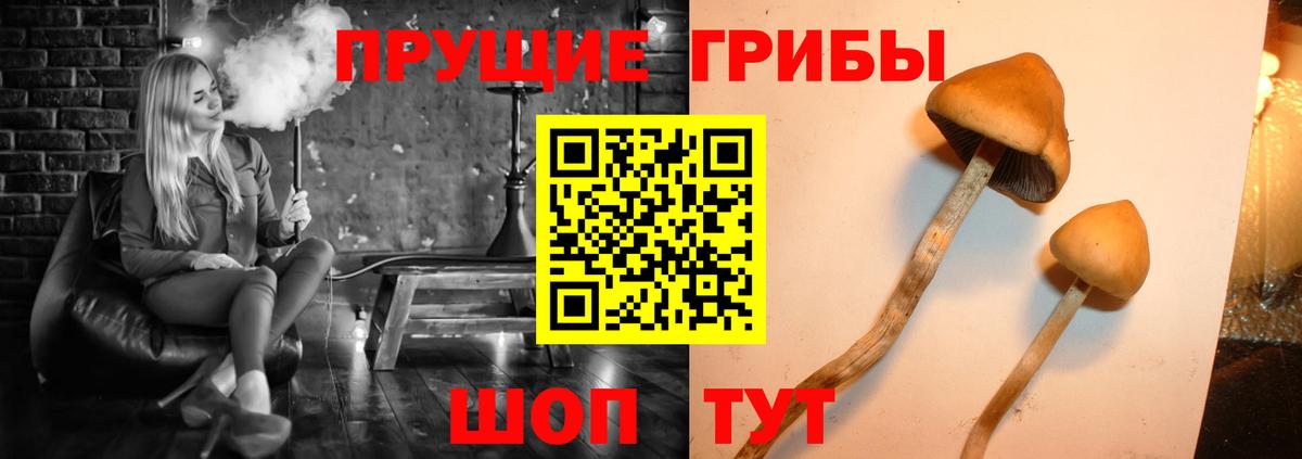 Псилоцибиновые грибы Psilocybine cubensis Дальнегорск